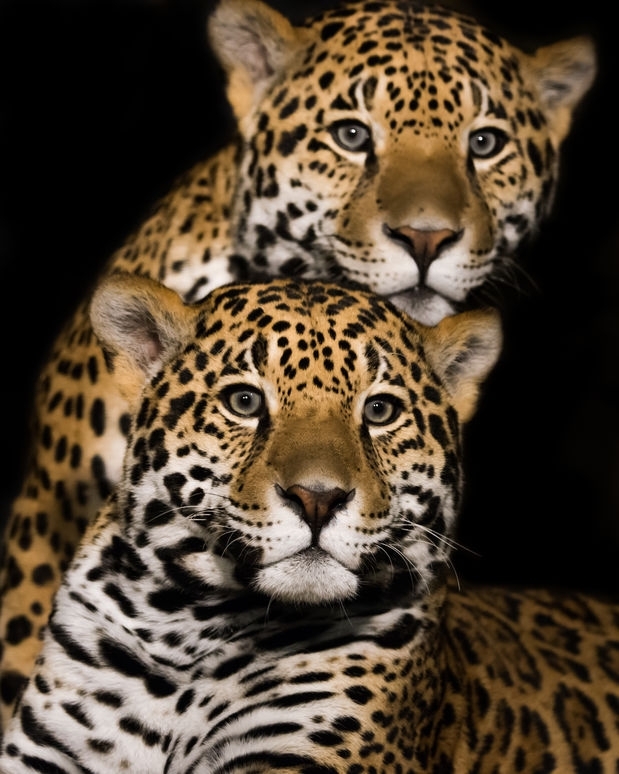 Jaguar Pair II